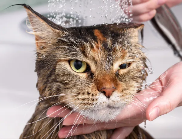Как правильно мыть кошку