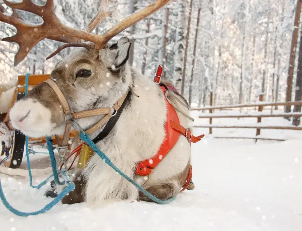 Северный олень
