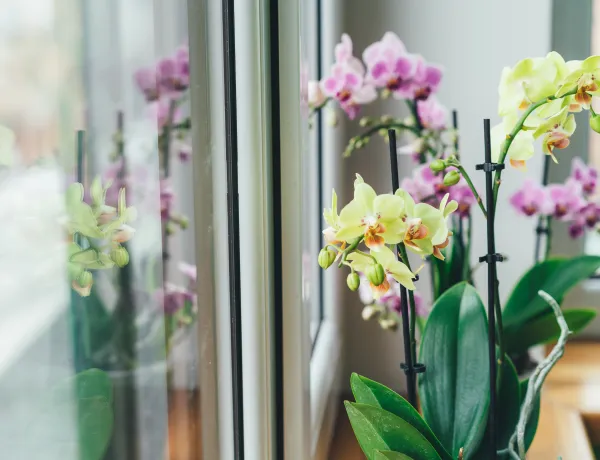 Какие бывают орхидеи