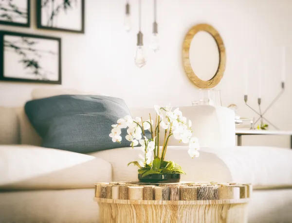 Уход за орхидеями