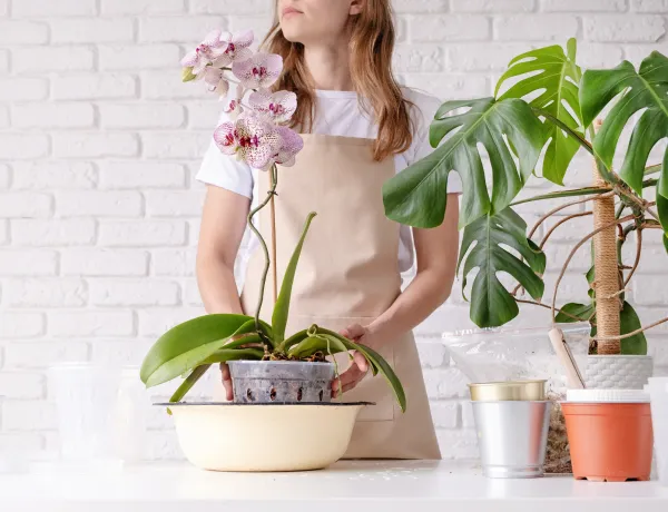 Пересадка орхидей