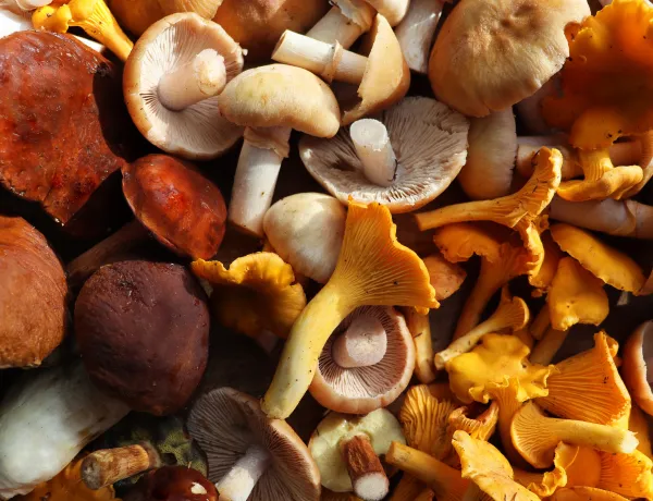 Грибы это отдельное царство