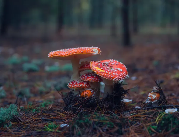 Какие грибы можно собирать