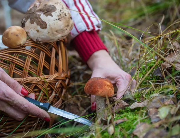 Какие грибы лучше срезать ножом