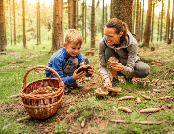 Почему люди любят грибы