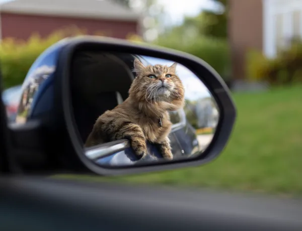 Коэффициент КМ в полисе ОСАГО