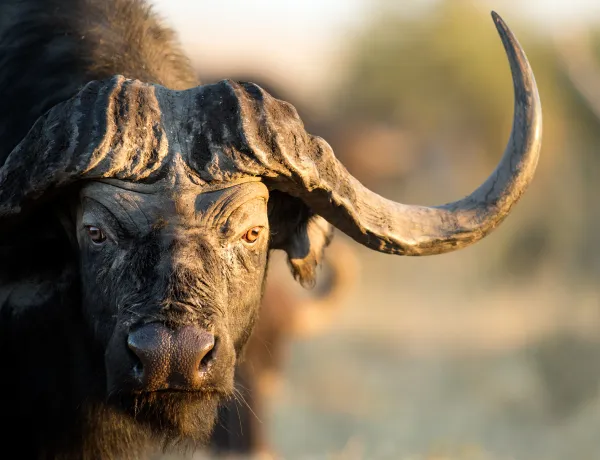 Опасный африканский буйвол