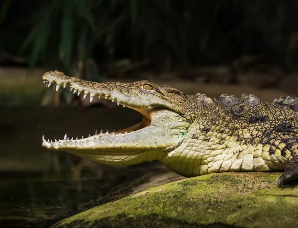 Крокодил опасен для человека?