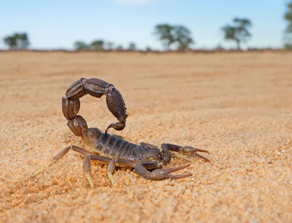 Опасные скорпионы