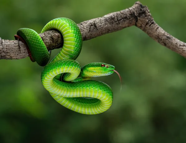 Самые ядовитые змени