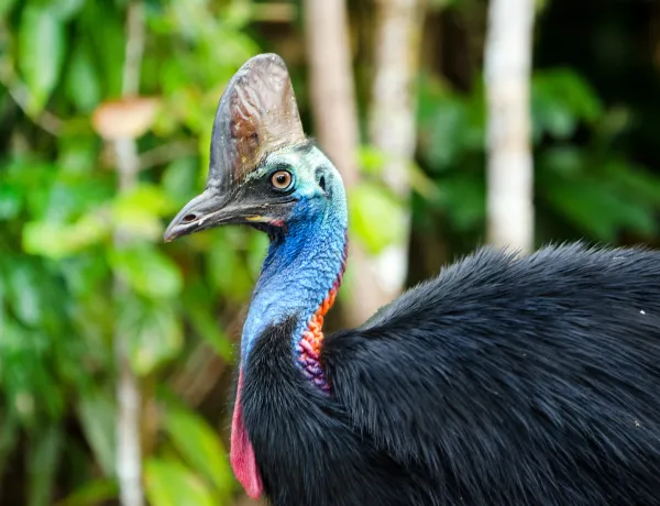 Казуары среди самых опасных животных планеты