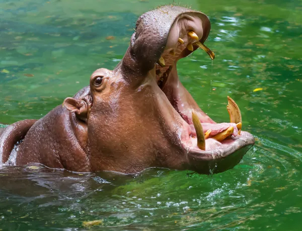 Бегемот в ТОП-10 самых опасных животных в мире