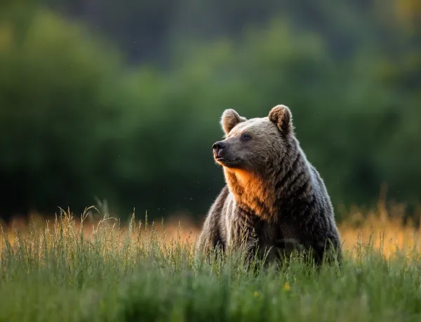 Какую опасность представляет медведь