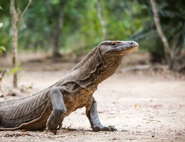 Дракон Комодо представляет опасность