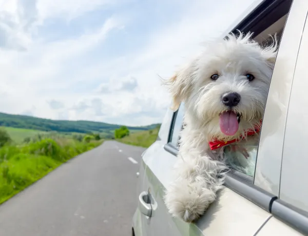 Шипы или липучка, что хуже переносить летнюю жару