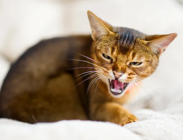 Что делать если укусил домашний кот