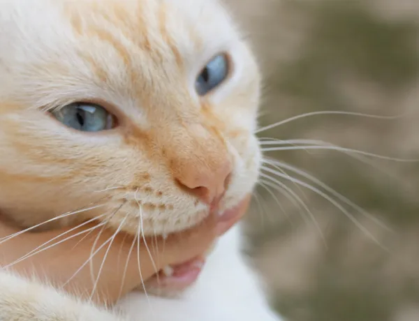 Что нельзя делать если укусила кошка