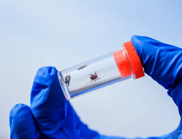 Тельце клеща необходимо сдать на исследование