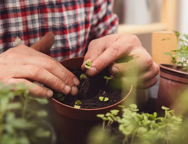 Как ухаживать за рассадой