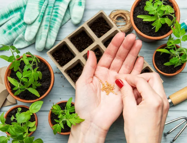 Подготавливаем семеня для посадки