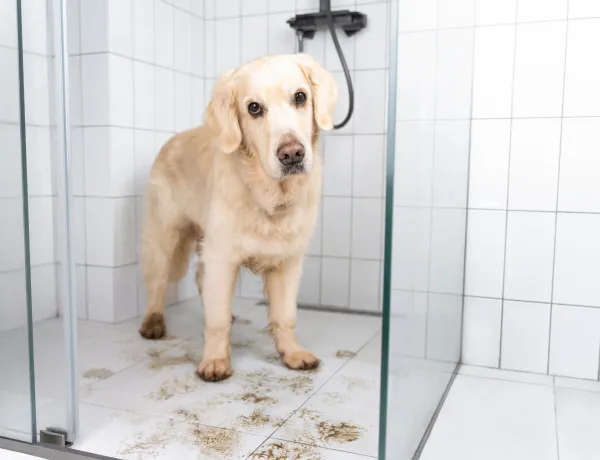 Из-за чего загрязняется кафель в ванной комнате